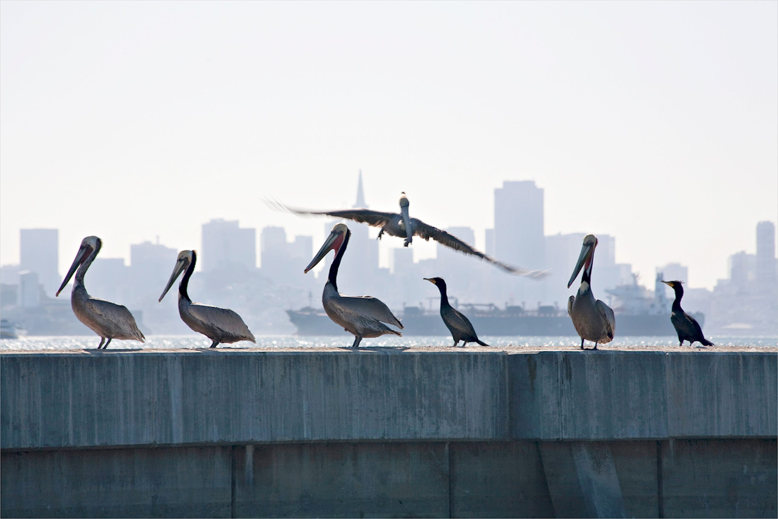 Pelicans and cormorants stand along a wall with the San Francisco skyline in the background.