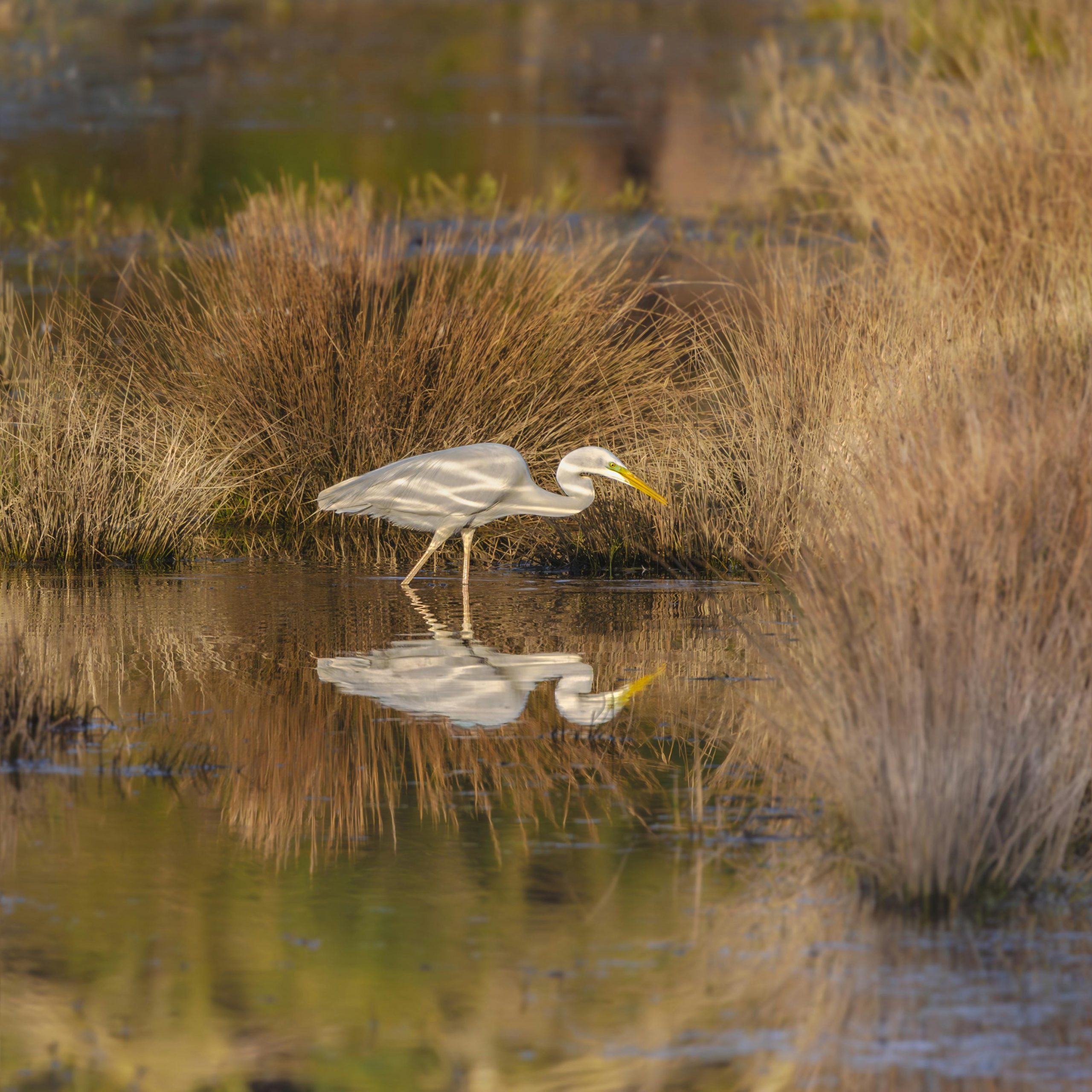 A graceful Great Egret reflected in calm water amidst lush wetlands, capturing nature's beauty.