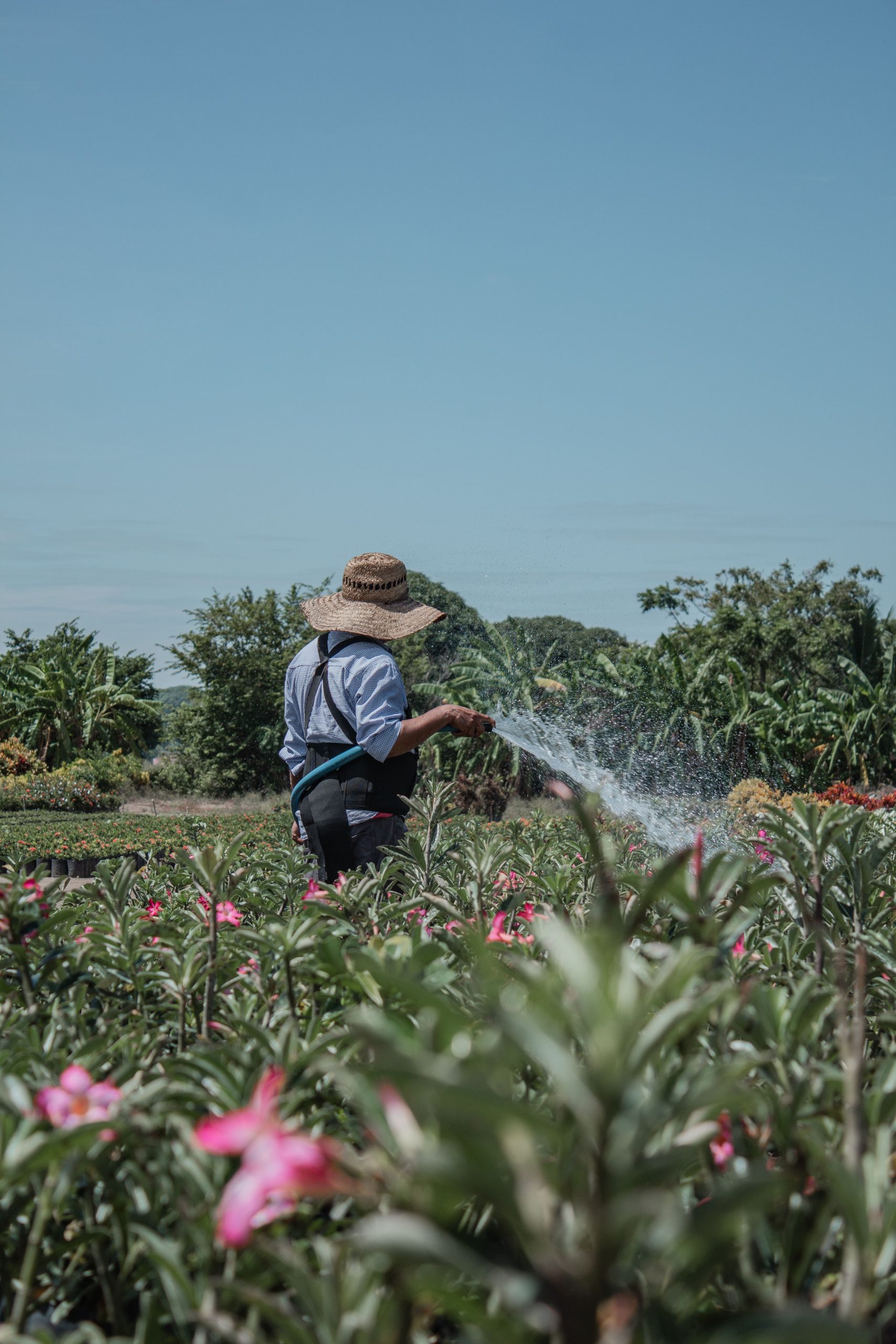 A gardener wearing a straw hat waters blooming plants outdoors in bright sunlight.